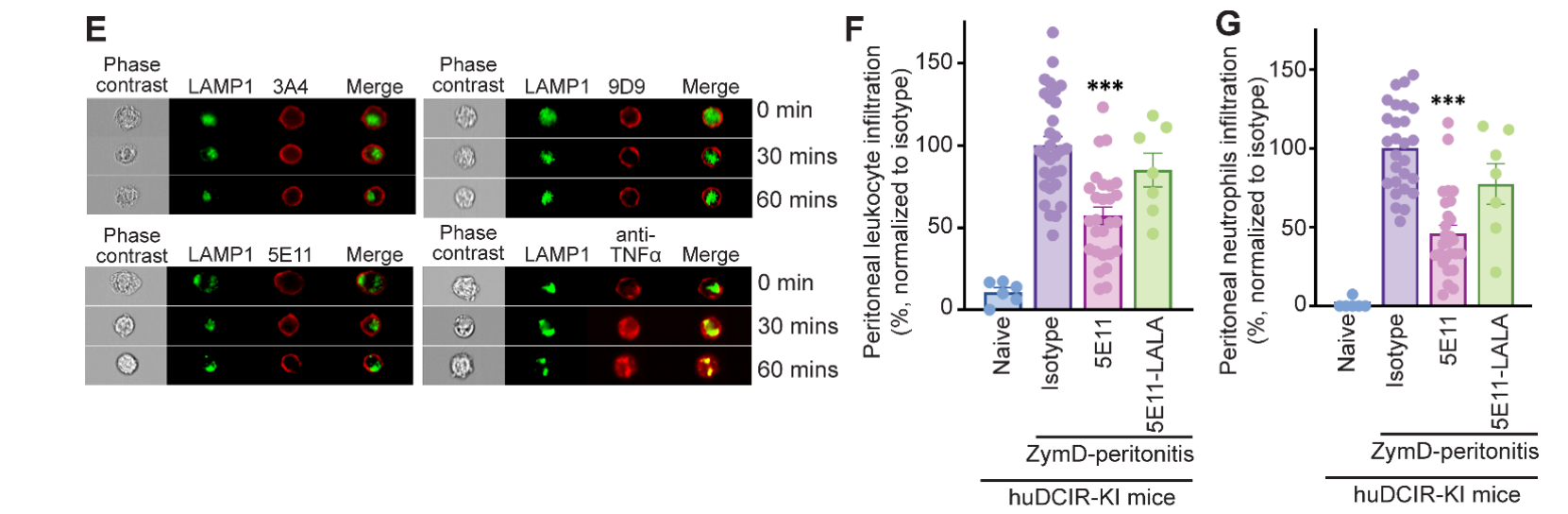 Agonistic anti-DCIR antibody inhibits ITAM-mediated inflammatory signaling and promotes immune resolution